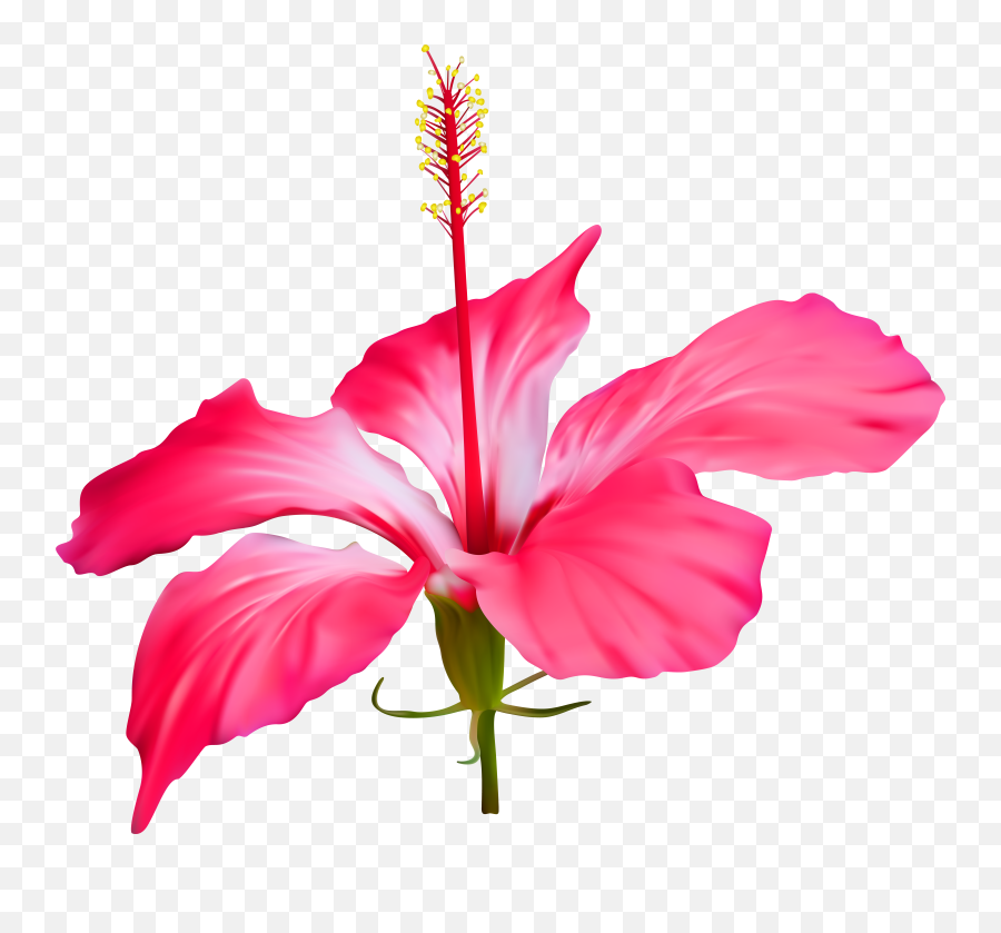 Hibiscus Flower Transparent Png Clip Art Event Luau - Clipart Gumamela Flower Png Emoji,Luau Clipart
