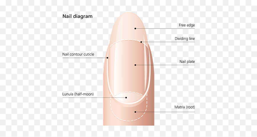 Nail Description Properties And Causes Of Nail Damage - Language Emoji,Nail Png
