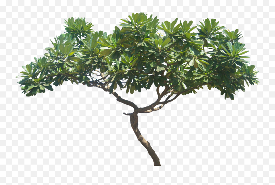 Plant No Background - Frangipani Plumeria Tree Png Emoji,Plant Transparent Background
