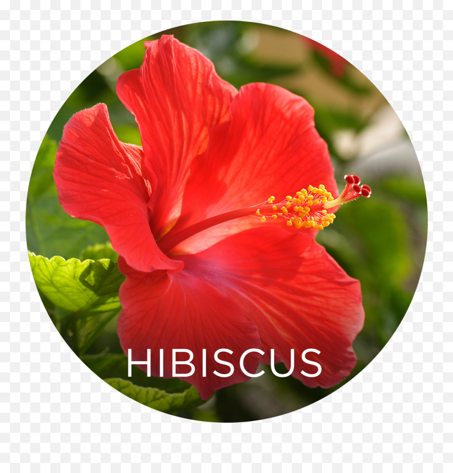 Hibiscus Berry Superstar Ingredients - Hawaiian Hibiscus Emoji,Hibiscus Transparent