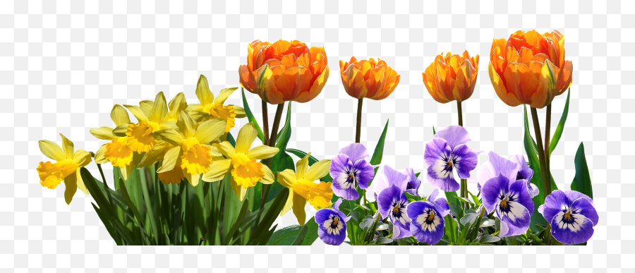 Spring Tulips Daffodils Pansy Easter Naturespring - Daffodils And Tulips Easter Emoji,Nature Png