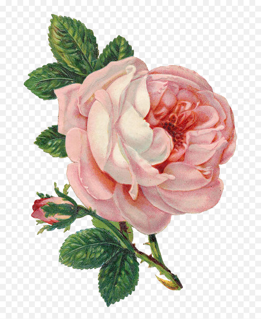 Can Never Have To Many Vintage Cabbage Roses - Pink Vintage Emoji,Vintage Flower Png