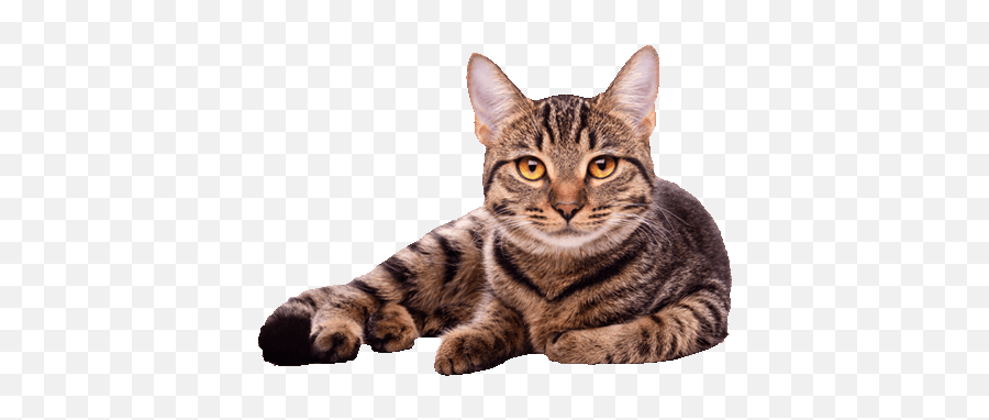 A Cat Emoji,Cute Cat Png