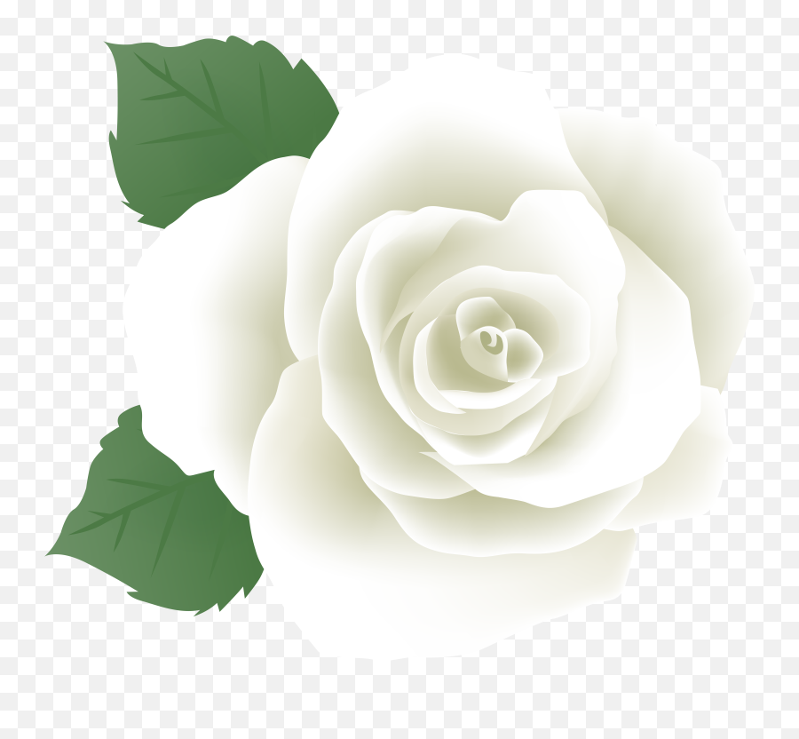 Free White Rose Clipart Download Free Clip Art Free Clip Emoji,Rose Clipart Black And White
