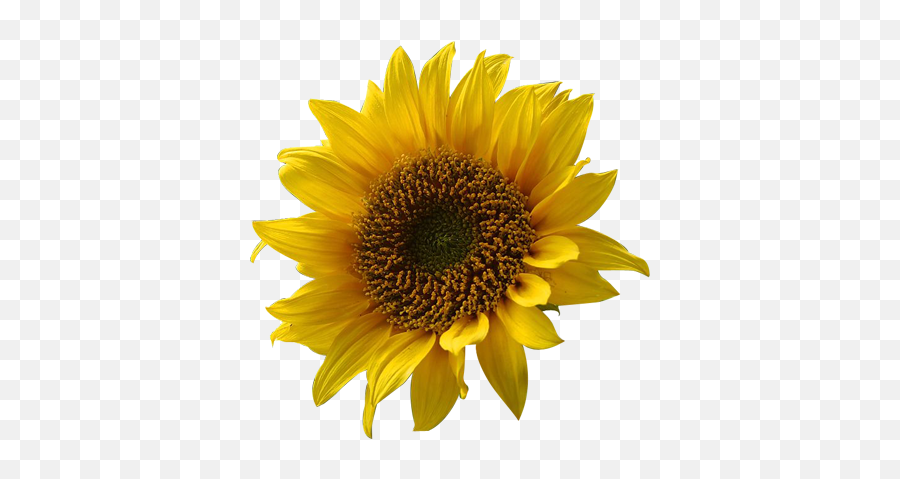 Png Images - Transparent Backgrounds Public Domain Printable Free Sunflower Clipart Emoji,Transparent Backgrounds