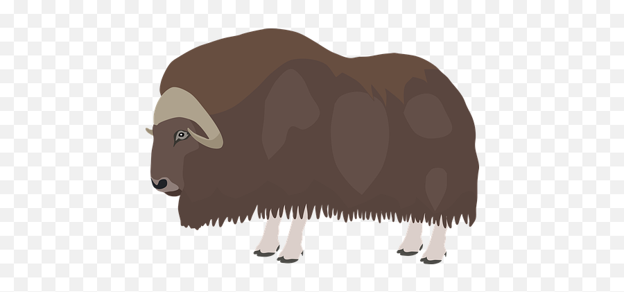 Over 100 Free Buffalo Vectors - Pixabay Pixabay American Bison Emoji,Bison Clipart