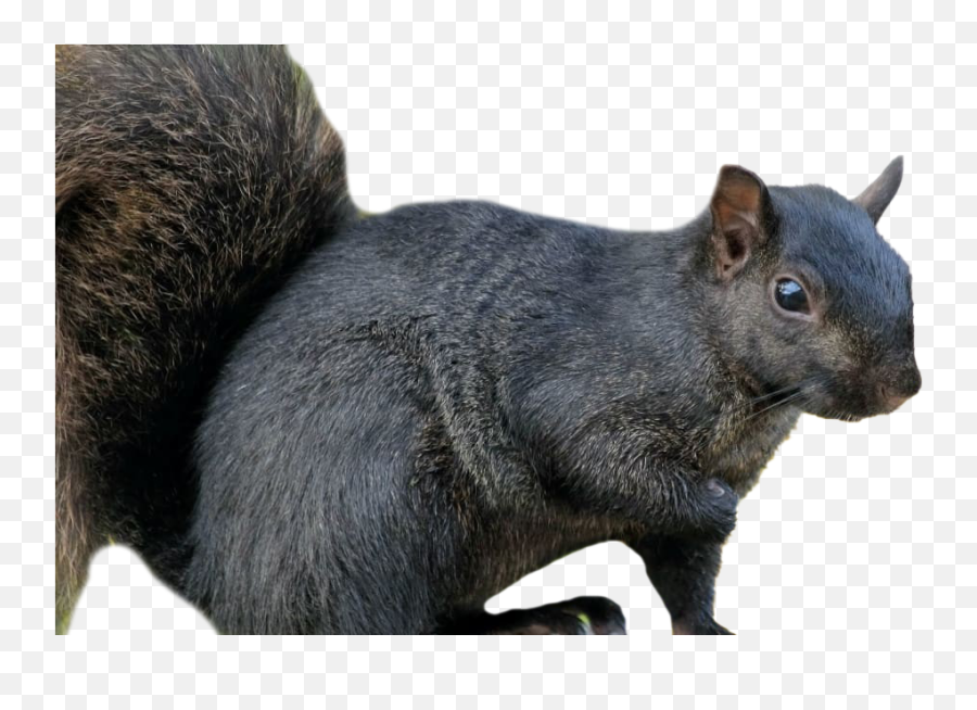 Squirrel Png Images Transparent - Black Squirrel Stock Emoji,Squirrel Transparent Background