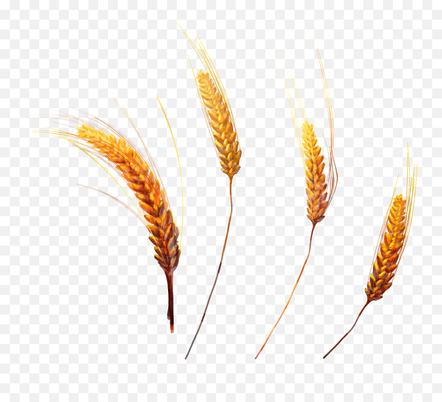 Wheat Png Image Emoji,Wheat Png
