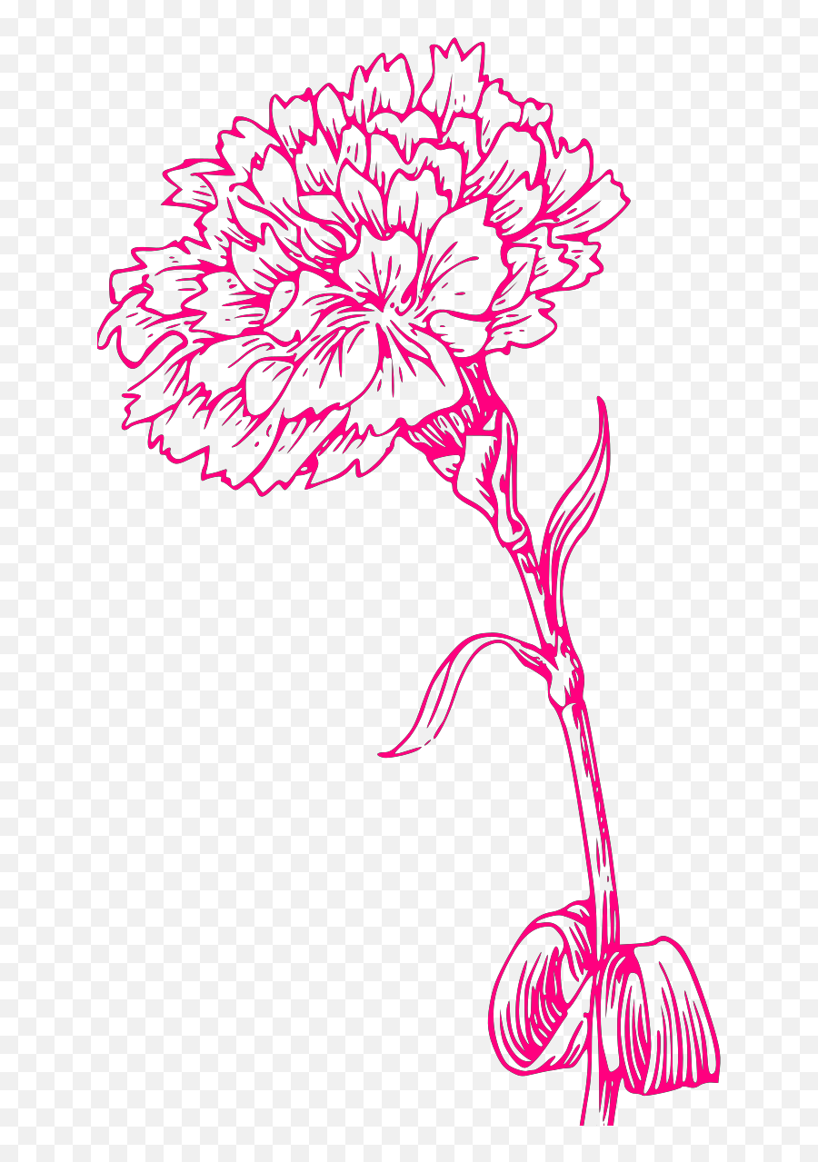Pink Carnation Sketch Svg Vector Pink Carnation Sketch Clip Emoji,Flower Sketch Png