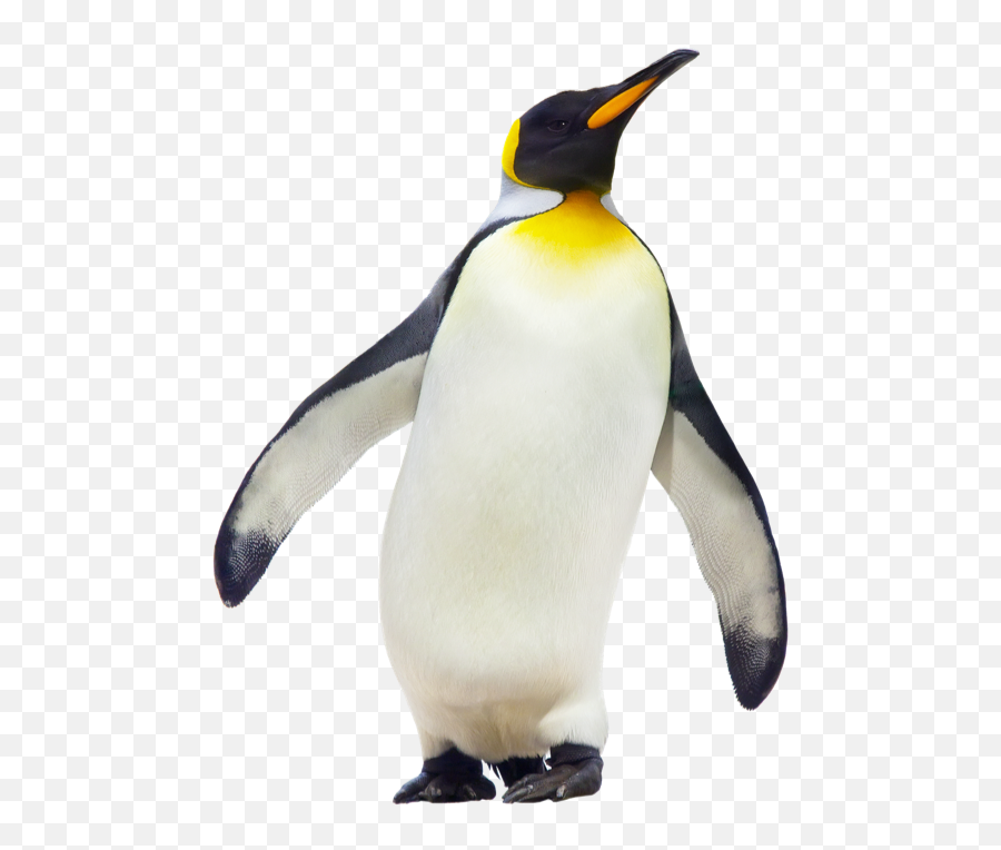 Penguin Clipart Emperor Penguin - Penguin Png Emoji,Clipart Penquin