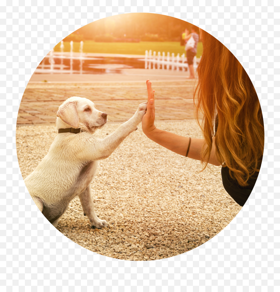 Image Icon - Dog Training Emoji,High Fives Clipart