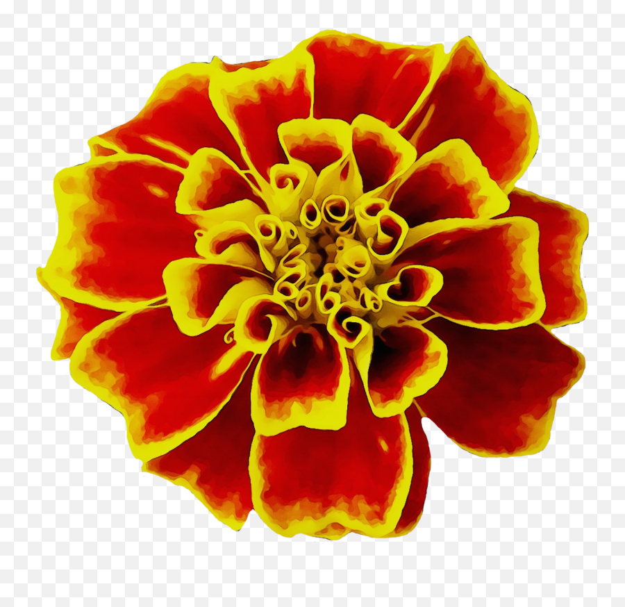 Mexican Marigold Flower Seed Image - Kadife Çiçei Emoji,Mexican Flowers Png