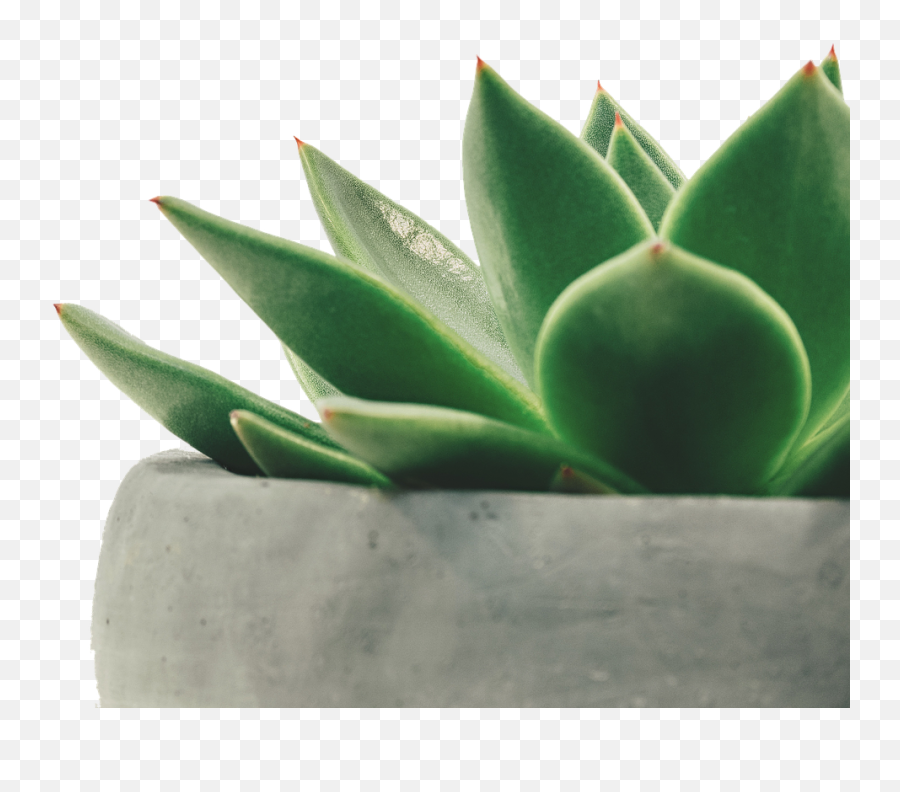 Plant Juicy Potted Plantfree Pictures Free Photos - Free Emoji,Potted Plant Transparent Background