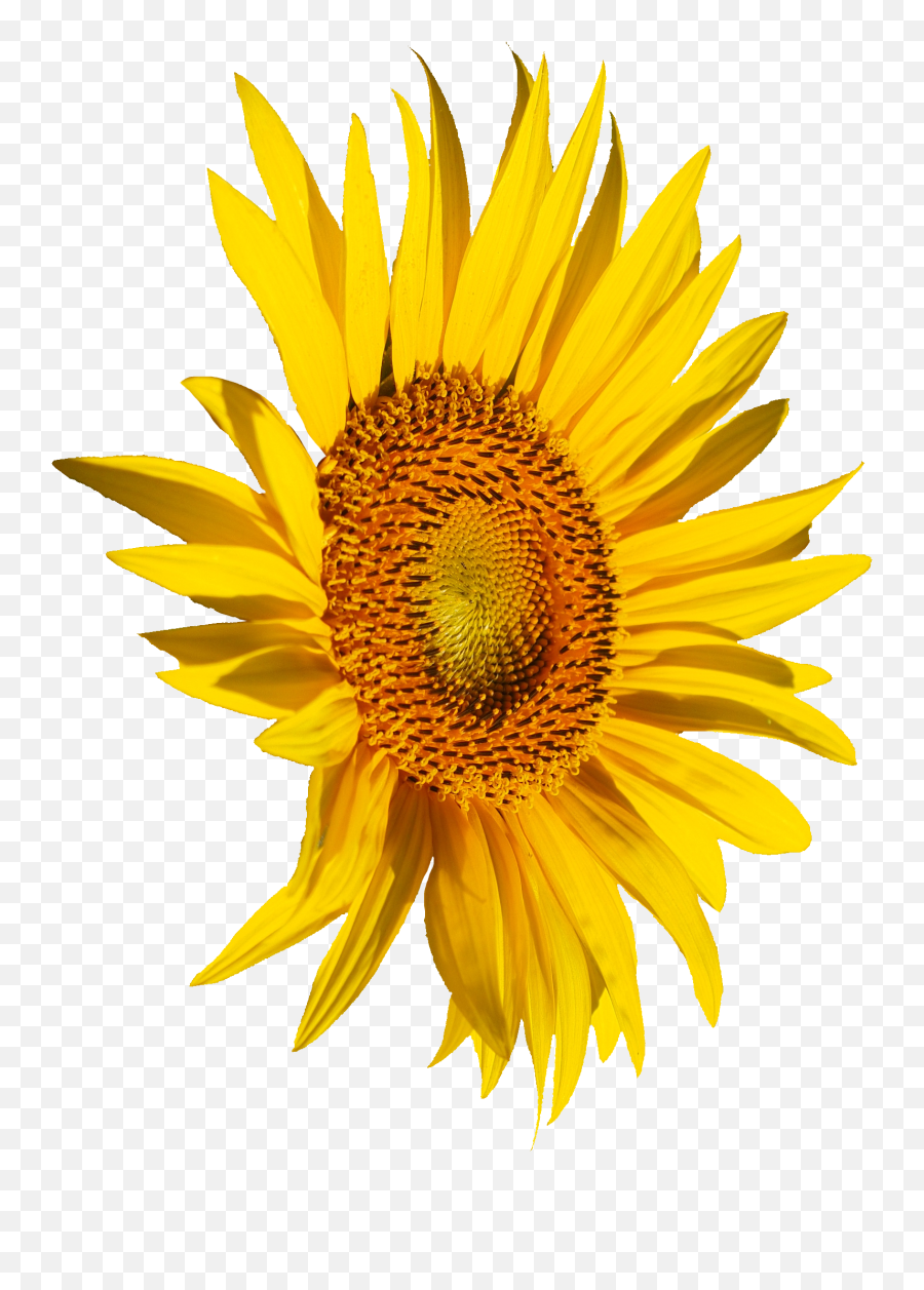 4 Sunflower Png Transparent Onlygfxcom Emoji,Sunflower Transparent Background