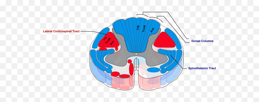 Spinal Cord Anatomy Clip Art At Clkercom - Vector Clip Art Emoji,Anatomy Clipart