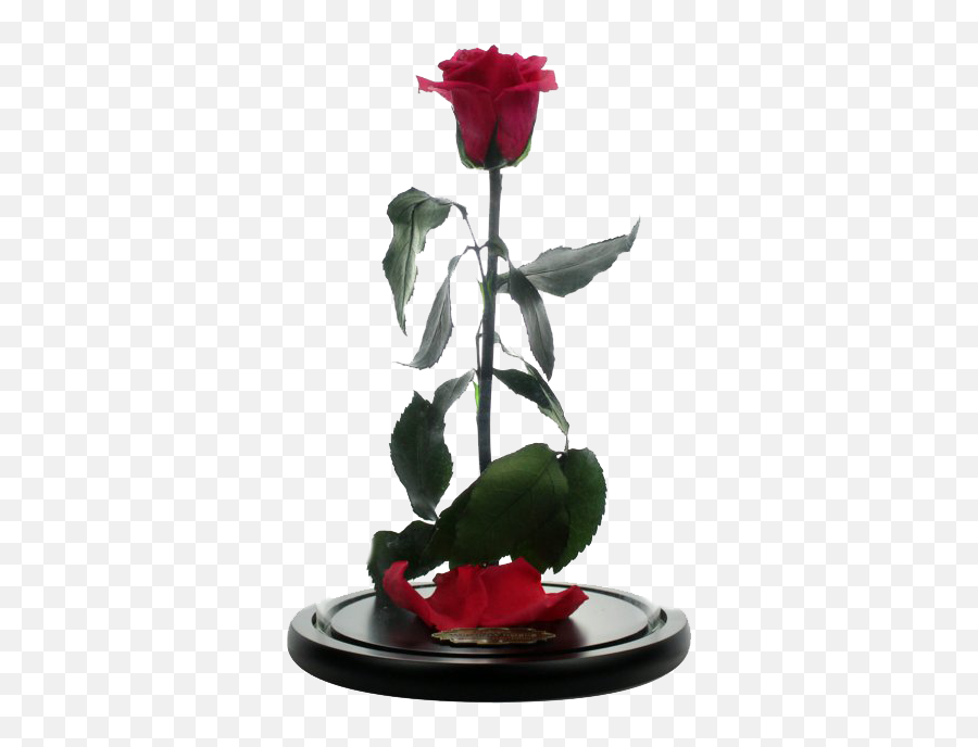 Beauty And The Beast Emma Watson Movie Red Rose Transparent Emoji,Red Rose Transparent Background