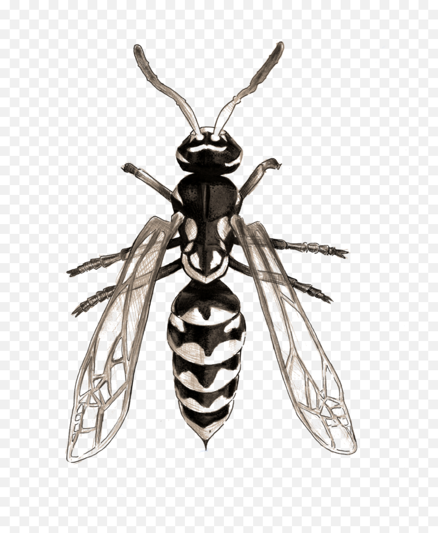 Drawing Insect Wasp Image Free Stock - Drawing Insects Emoji,Wasp Clipart