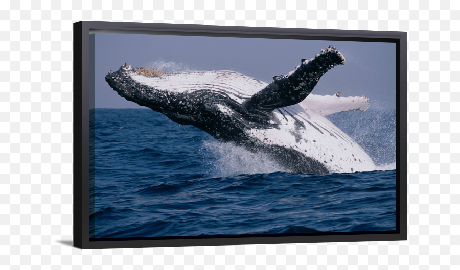 Humpback Breach Single Rectangle Canvas Emoji,Humpback Whale Png