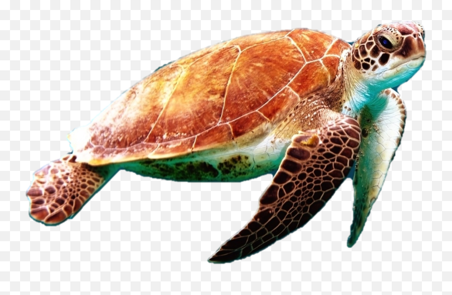 Download Hd Sea Turtle Png Photo - Sea Turtle Png Emoji,Turtle Png