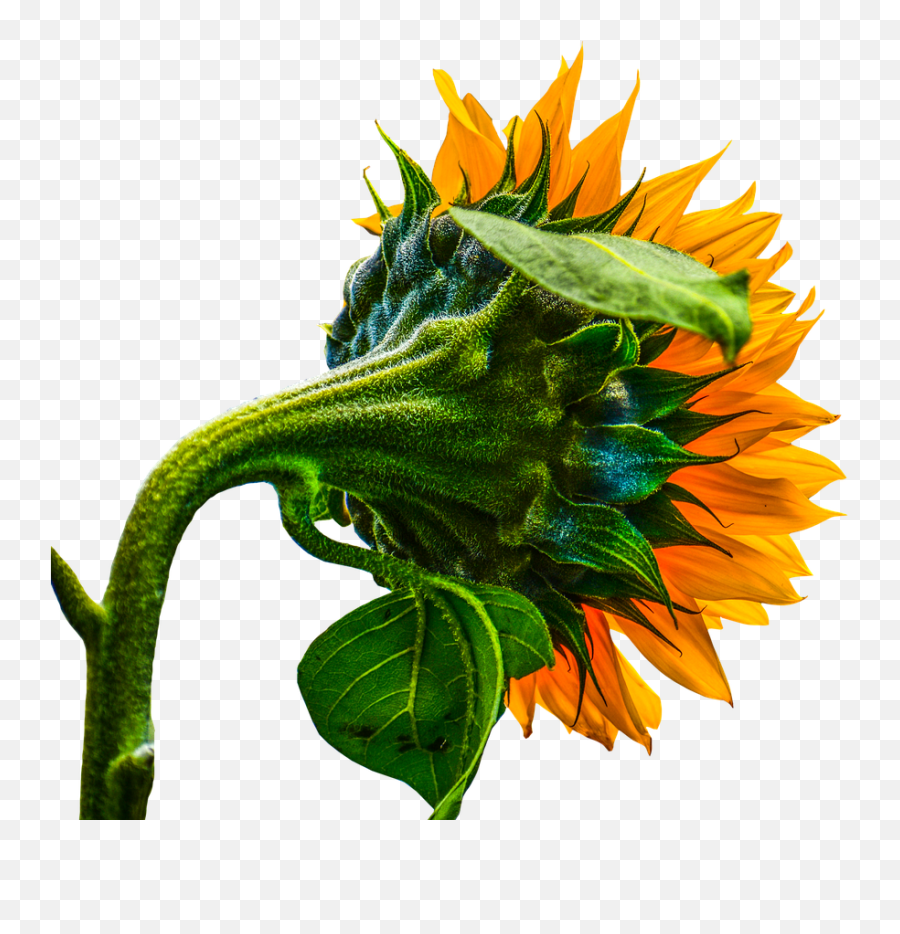 Sunflower Transparent Summer - Sunflower Illustration Transparent Hd Emoji,Sunflower Transparent