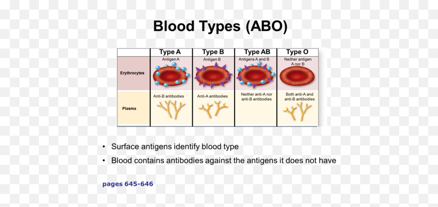 What Are Blood Types Flashcards Quizlet - Abo Blood Typing Diagram Emoji,Type O Negative Logo