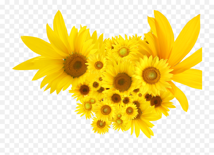Download Sunflowers Common Sunflower - Sunflower Clipart Png Emoji,Sunflowers Clipart