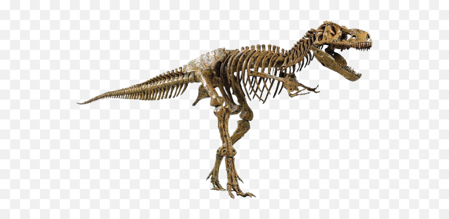 Dinosaur Bones Fossils Png High Quality Image Png All Emoji,Dinosaur Transparent Background