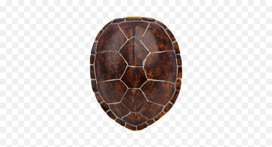 Turtle Shell Transparent Image Png Arts Emoji,Turtle Transparent Background