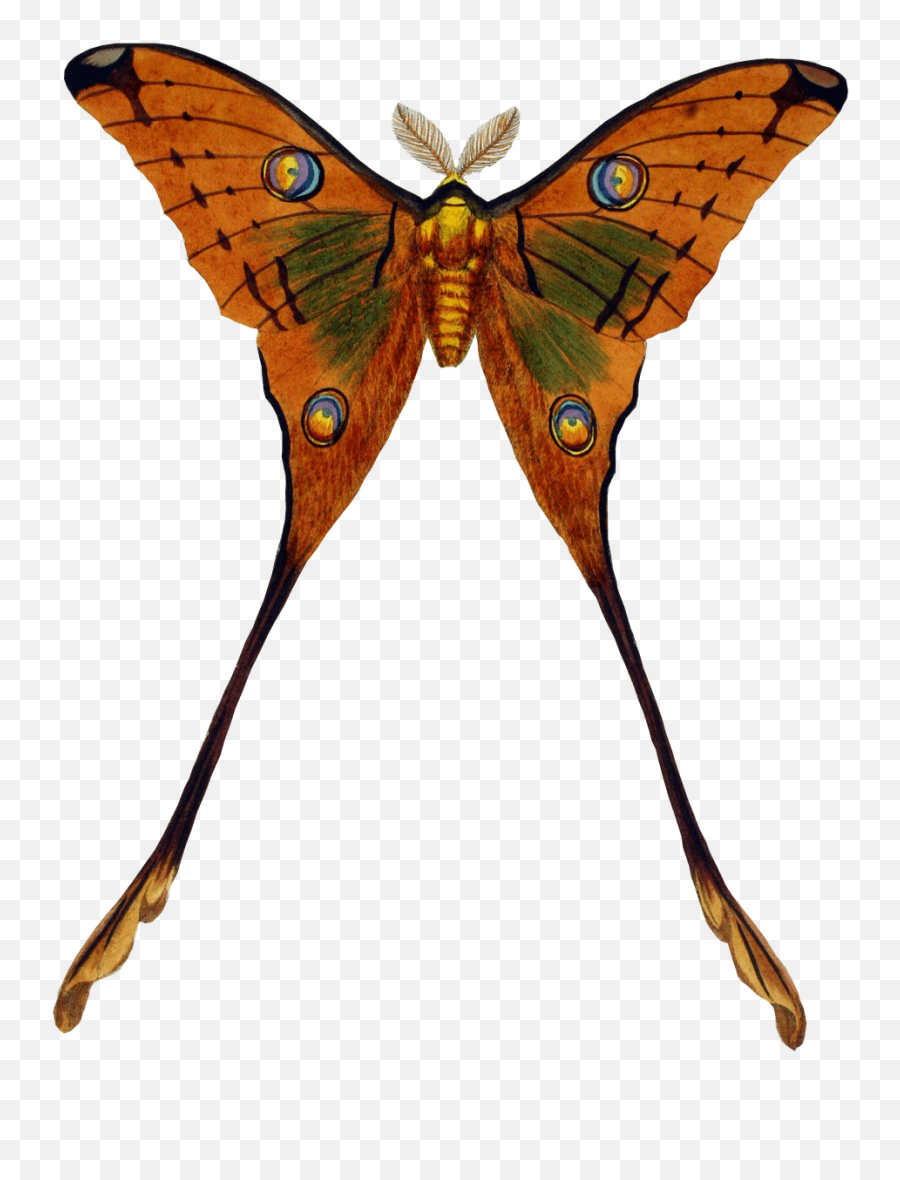 Peacock Butterfly Transparent Png - Stickpng Vintage Butterfly Transparent Emoji,Butterfly Transparent