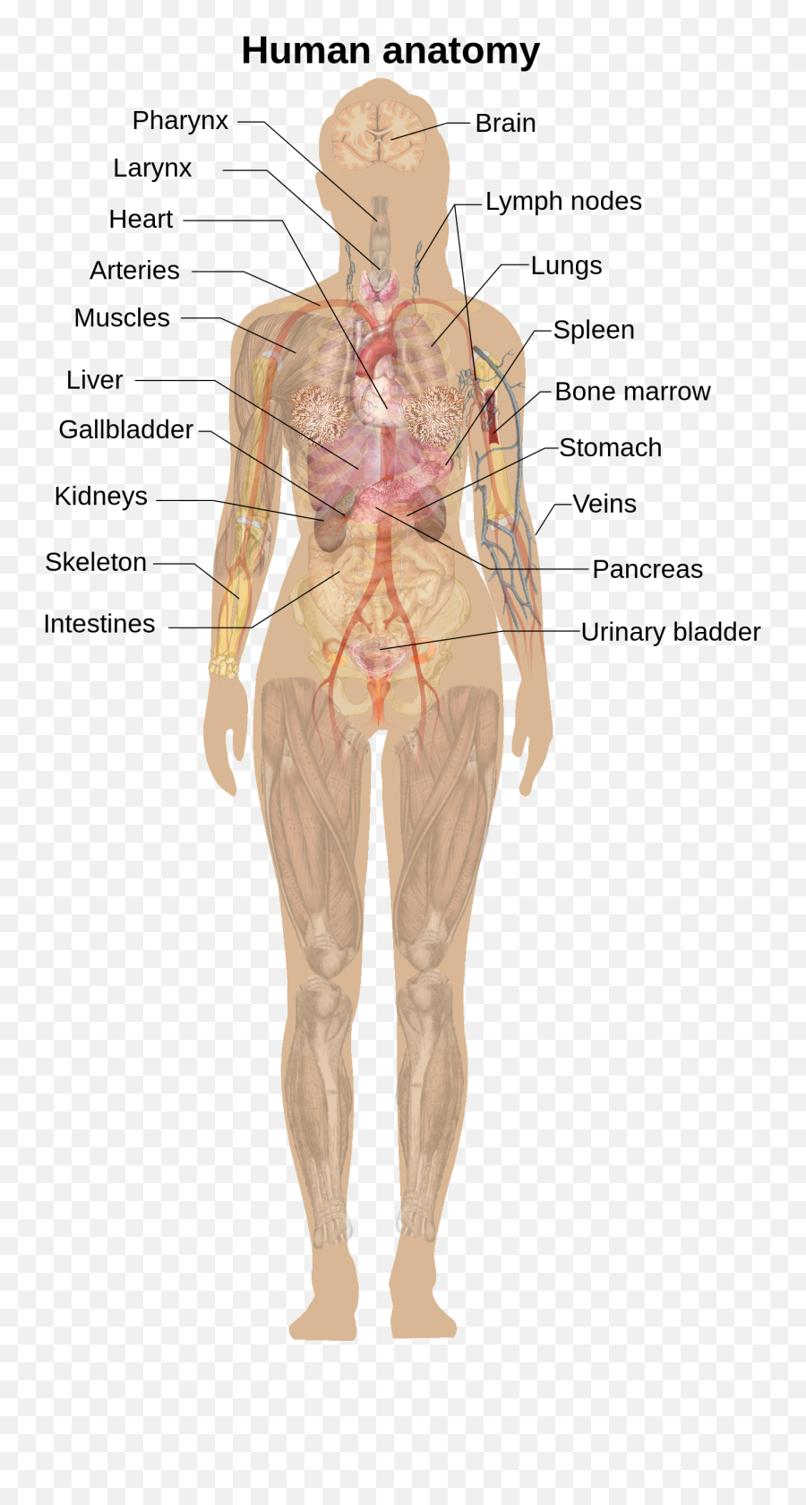 Incre Ble Anatomy Female - Human Body Diagram Without Labels Emoji,Anatomy Clipart