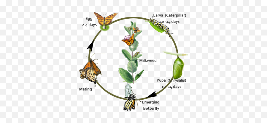 Monarch Butterfly Life Cycle Timeline - 381x337 Png Butterfly Life Cycle With Timeline Emoji,Timeline Clipart