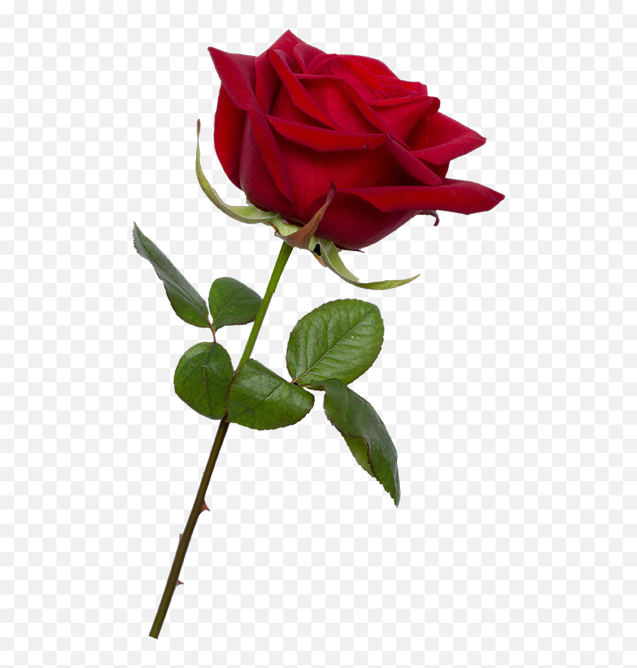 Valentine Rose Png - Transparent Background Rose Flower Png Emoji,Roses Transparent
