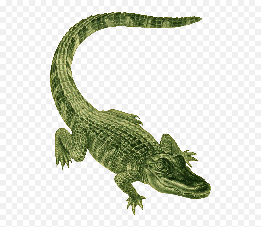 Gator Clipart Clip Art Gator Clip Art - Clipart Alligator Emoji,Alligator Clipart