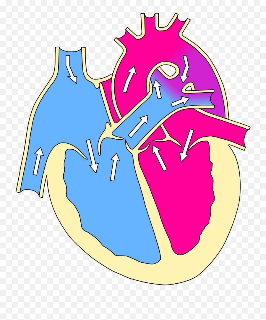 Real Heart Cartoon 24 Buy Clip Art - Acyanotic Vs Cyanotic Patent Ductus Arteriosus Png Emoji,Real Heart Png