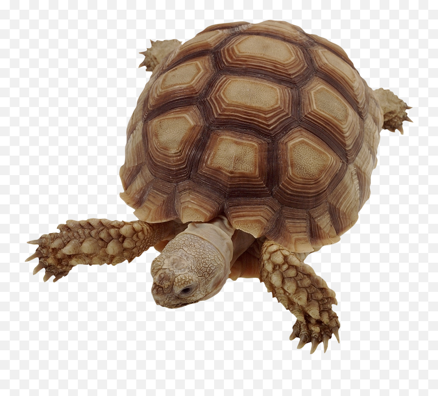 Turtle Png Alpha Channel Clipart Images Pictures With - Png Emoji,Turtle Transparent Background