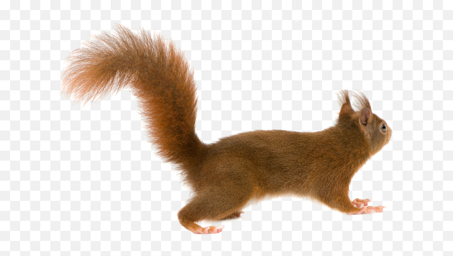 Download Hd Squirrel With Transparent - Squirrel Png Emoji,Squirrel Transparent Background