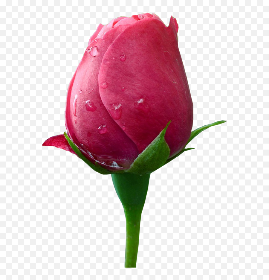 Flower Designs Png Transparent Background Free Download - Dew Emoji,Transparent Wallpaper