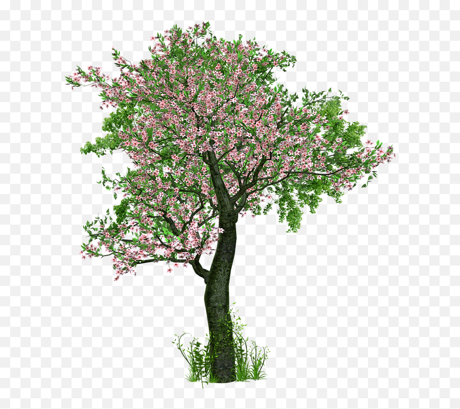 Free Photo Flowers Leaves Tree Branches Cherry Blossom - Max Trees Flowers Png Emoji,Cherry Blossom Png