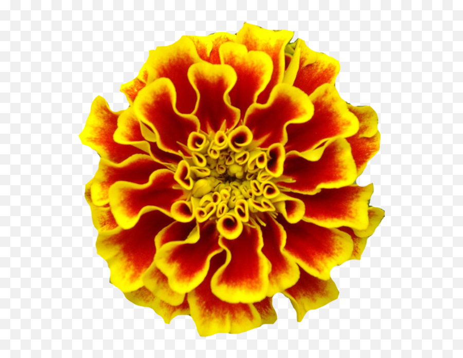 Mexican Marigold - Marvelous Flame Marigold Flower Emoji,Mexican Flowers Png