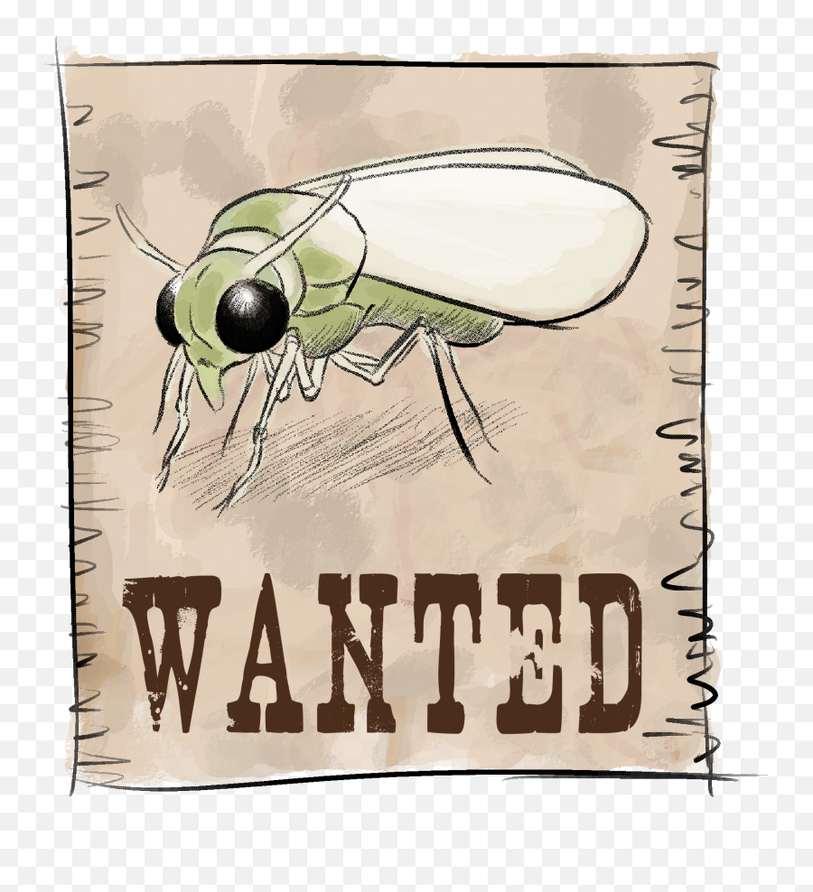Cartel Mosca Blanca - Parasitism Emoji,Wanted Poster Png
