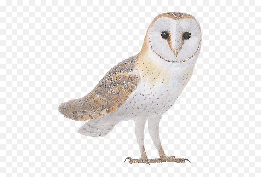 Details Barn Owl - Birdguides Emoji,Barn Owl Png