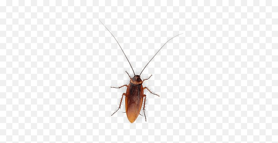 Free Cockroach Png Download Image - Cucaracha Png Transparente Emoji,Cockroach Png