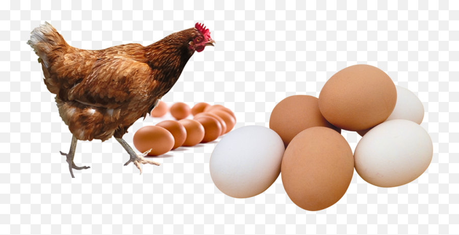 Kande Poultry Farm - Running Chicken No Background Emoji,Chicken Transparent