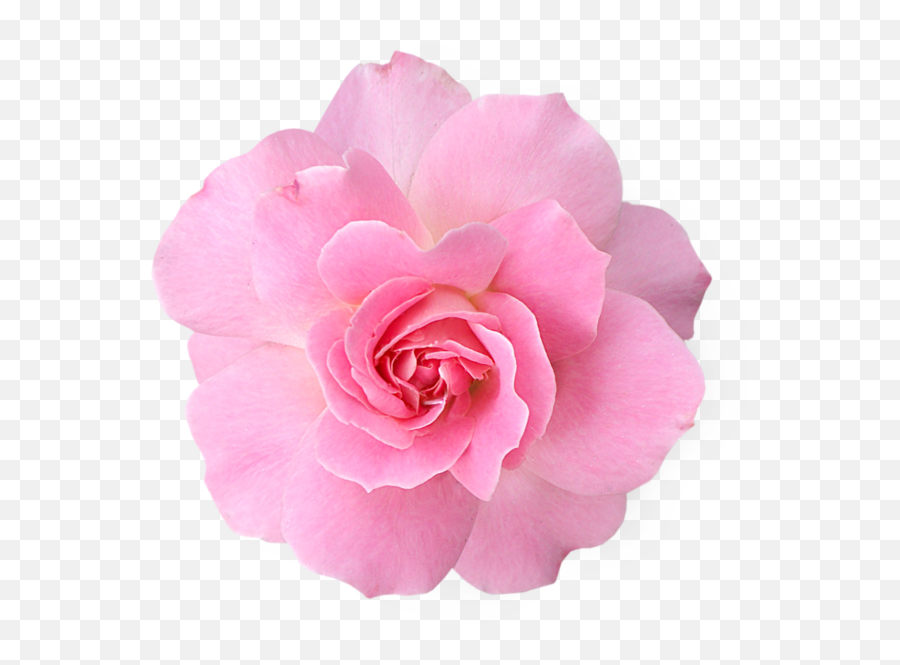 Pink Flowers Rose Clip Art - Flower Pink Png Transparent Emoji,Pink Flower Clipart