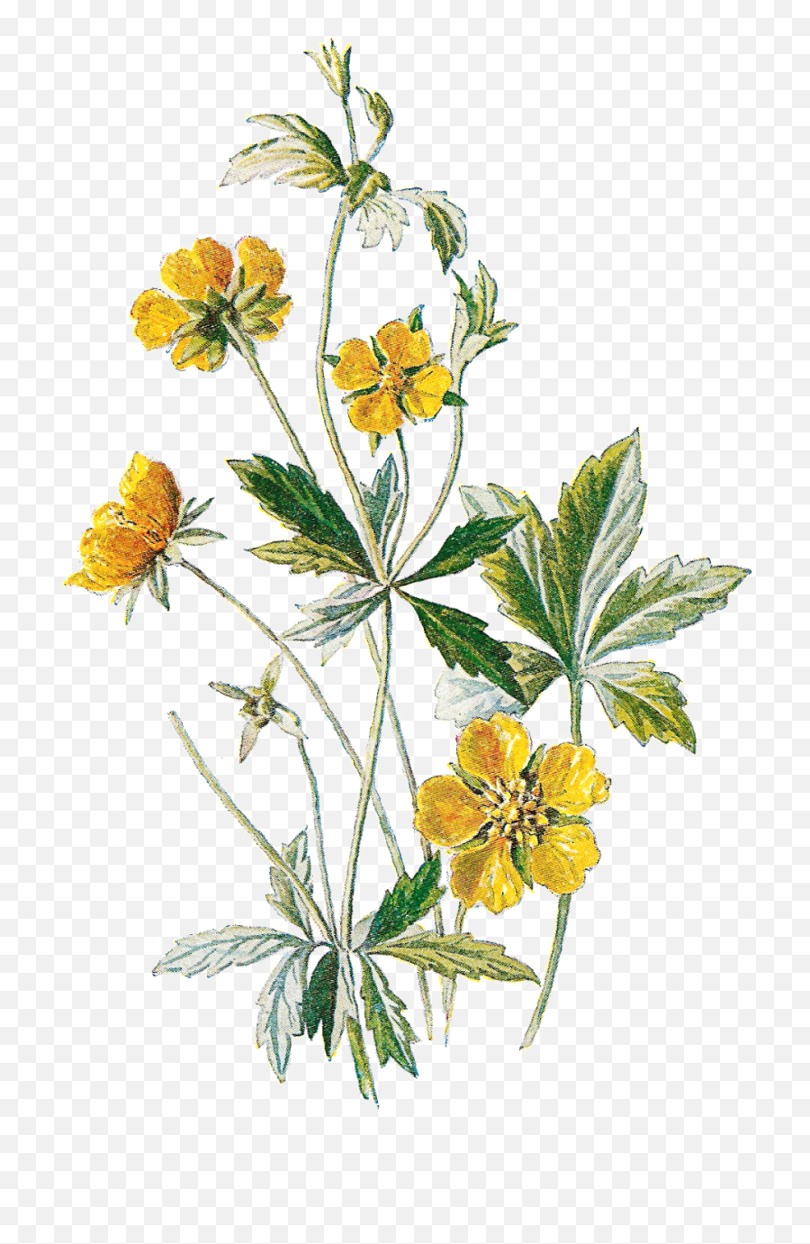 Wildflower Clipart Botanical - Transparent Background Wildflower Png Emoji,Wildflower Clipart
