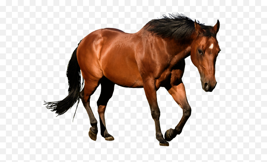 Horse Png Picture - Horse Png Emoji,Horse Png