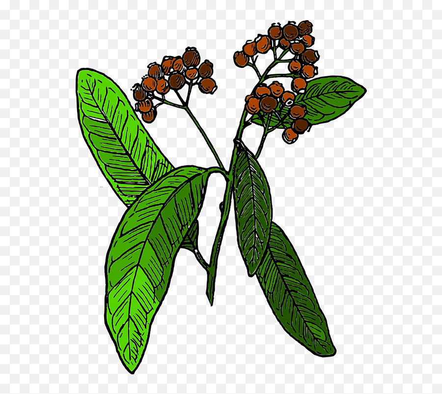Plant Spice Tree - Free Vector Graphic On Pixabay Timeline Historyof Herbs And Spices Emoji,Spice Clipart
