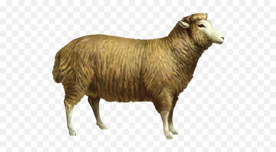Sheep Png Clipart Picture - Transparent Farm Animal Gif Emoji,Clipart Sheep