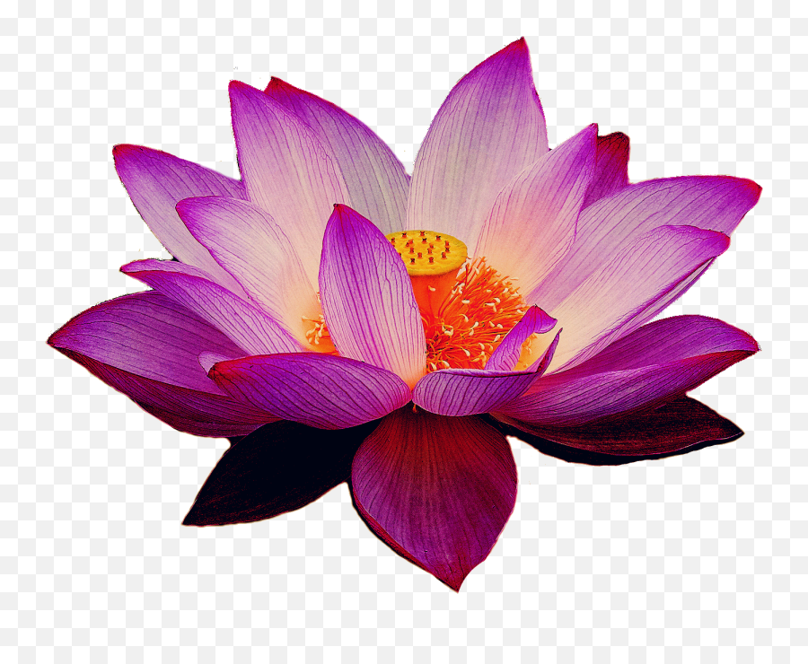 Lotus Flower Transparent Background - Lotus Flower Png Transparent Emoji,Lotus Flower Transparent Background