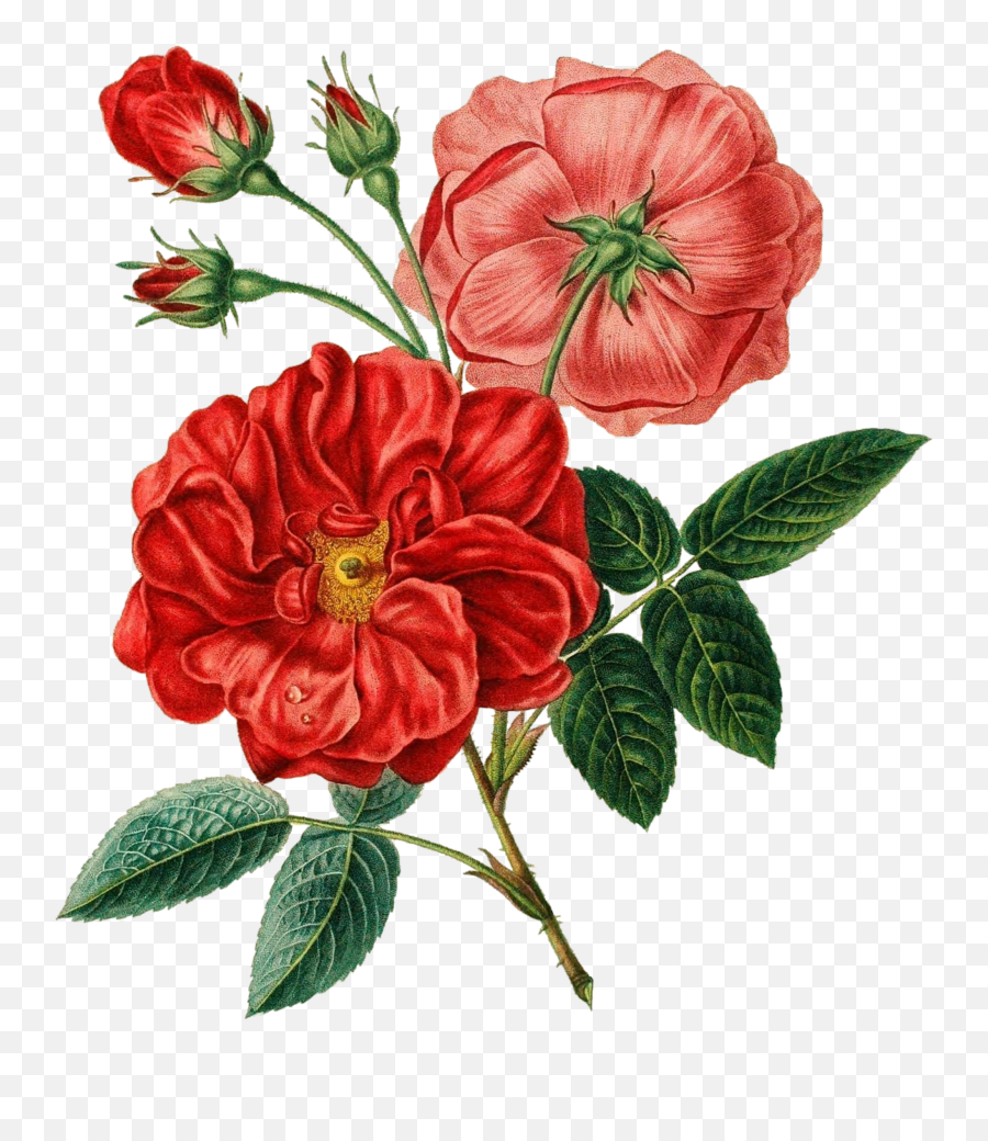 Red Rose Vintage Botanical Drawing Free Image Download Emoji,Red Rose Transparent